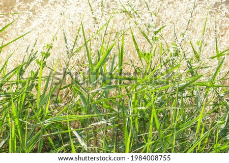 Green grass under the strong sunlight