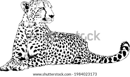running Cheetah hand-drawn with ink on white background logo  Royalty-Free Stock Photo #1984023173