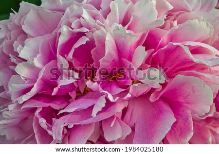 A closeup shot of a beautiful pink peony flower