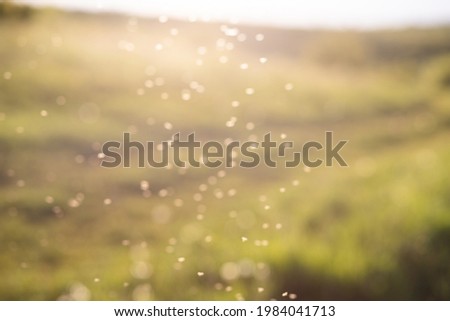 abstract bokeh background of summer field at sunset