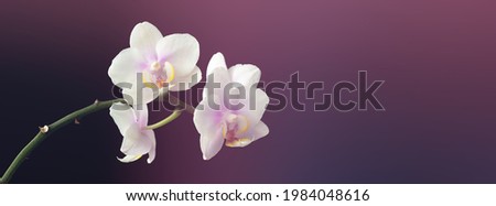 Panorama of blooming white orchid on purple background Royalty-Free Stock Photo #1984048616