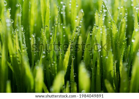 Wet spring green grass backround with dew lawn natural. beautiful water drop sparkle in sun on leaf in sunlight, image of purity and freshness of nature, copy space. macro. shallow DOF. Royalty-Free Stock Photo #1984049891