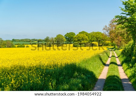 Yellow rapeseed fields in full bloom, in Schleswig-Holstein in May-June they shape the landscape