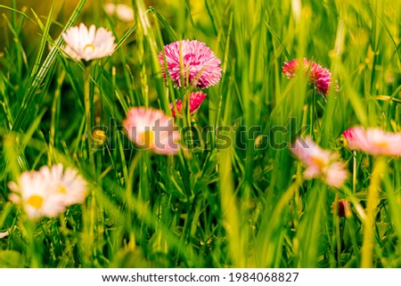 Wild chamomile flowers and green grass close up. Spring blooming meadow with flowers.