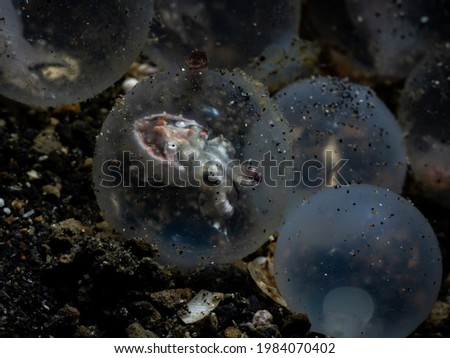 Flamboyant cuttlefish egg, Lembeh Island, Indonesia Royalty-Free Stock Photo #1984070402