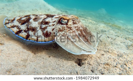 Sepia pharaonis. Mollusks, type of Mollusk. Head-footed mollusks. Cuttlefish squad. Pharaoh cuttlefish. Royalty-Free Stock Photo #1984072949