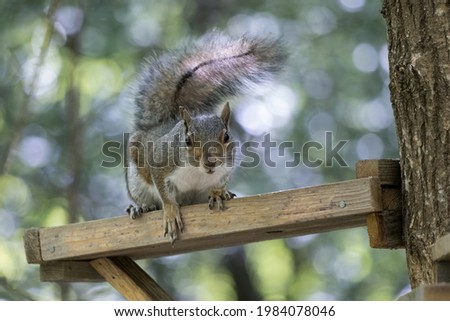Grey Squirrel (Sciurus carolinensis) peering over a wooden table