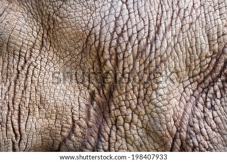 Rhino (white rhinoceros) skin texture.