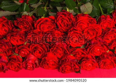 Luxurious bouquet of fresh red roses. The festive concept for Weddings, Birthdays, March 8th, Mother's, or Valentine's Day. Greeting card, red matte background