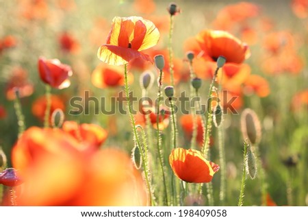 Poppies. Blooming red poppies on the field
