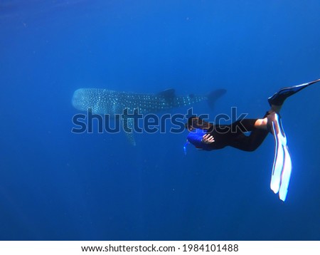 Amazing encounter of a girl doing free diving with a whale sharks at the deep ocean in Gorontalo, Sulawesi, Indonesia