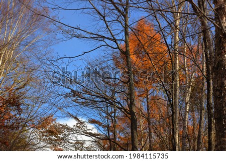 Nikko, Tochigi Prefecture, Japan. Autumn leaves in the mountains. Bright red trees and leaves