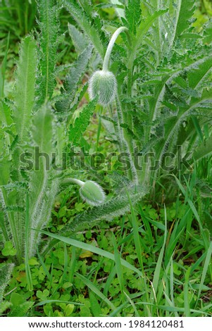 A fluffy green shrub of a perennial ornamental poppy with an unopened elegant bud covered with long hairs. Selective focus.