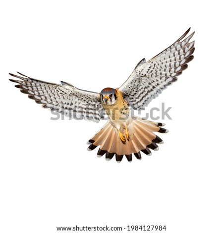 Flying hawk isolated on white background Royalty-Free Stock Photo #1984127984
