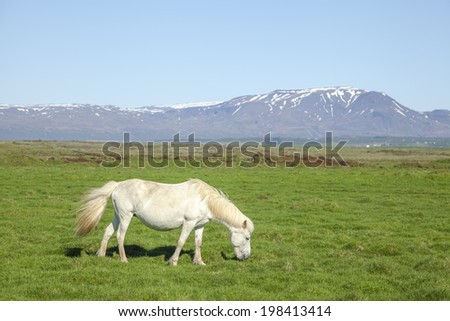Iceland landscape with white horse on green field with mountains at background