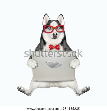 A dog husky in glasses sits with a laptop. White background. Isolated.