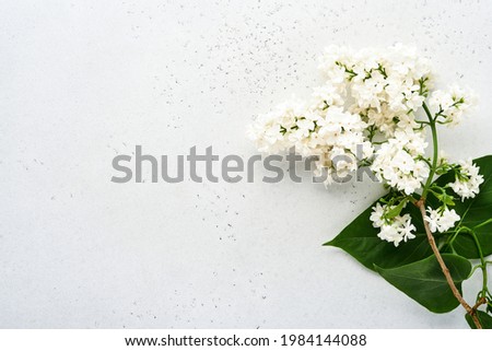 Branch  of beautiful white lilac on grey background. Top view. Festive greeting card with peony for weddings, happy womens day Valentines and Mothers day.