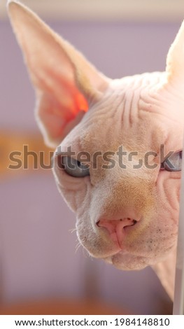 Close-up photo with blurred background of a canadian sphynx with beautiful eyes. Likes to run, jump and watch birds. Loves people.