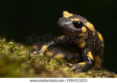 Beautiful black and yellow fire salamander on the moss at night I