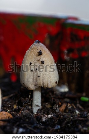 Coprinus mushroom on a red background in spring day macro photography. Coprinus comatus mushroom with inky cap in summertime close-up photo.