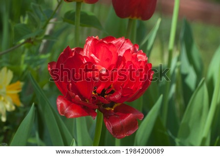 Red peony tulip, close up shot, local focus