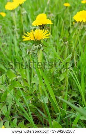Yellow dandelion on a green meadow in the setting sun (sunrise) close-up. Vertical photo. Floral background. The concept of mood, reflection, loneliness.