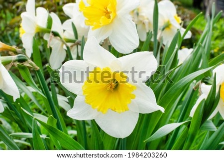 Large daffodil flowers in a flower bed close-up. Floral background.