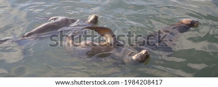 Photography of a trio of sea lions swimming like dancing in the sea