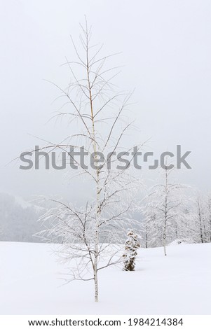Birch trees in the snow, vertical picture