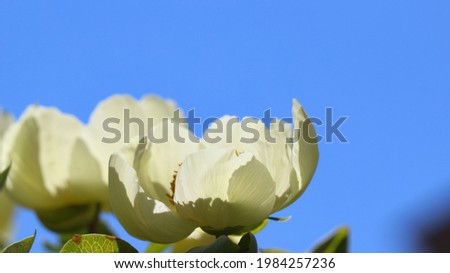 Macro photography of Peony Mlokosiewicz (Lat. Paeonia mlokosewitschii Lomak.) in frontal view against a bright blue sky, large format for the banner