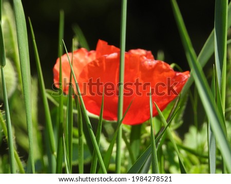 closeup of poppy with fresh green grass as background