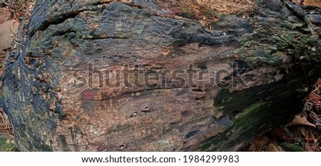 Photo of tree trunks suitable for background