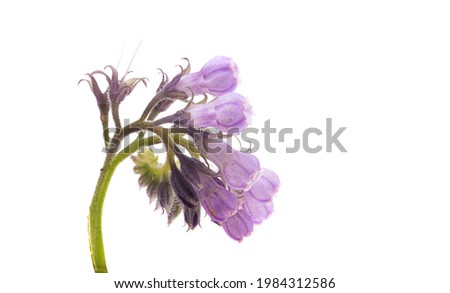 common comfrey isolated on white background  Royalty-Free Stock Photo #1984312586
