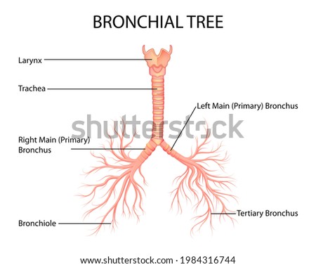 illustration of Healthcare and Medical education drawing chart of Human Bronchial Tree of Lungs for Science Biology study Royalty-Free Stock Photo #1984316744