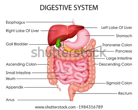 illustration of Healthcare and Medical education drawing chart of Human Digestive System for Science Biology study Royalty-Free Stock Photo #1984316789