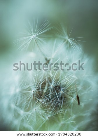 White airy dandelion seeds fly away from dandelion on gray background