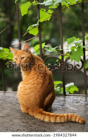 Photo of a ginger cat on the balcony