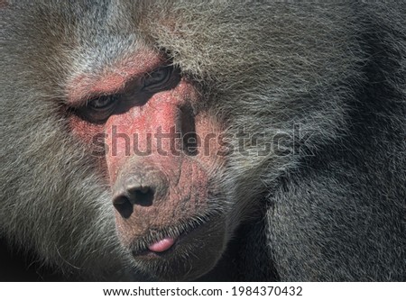Baboon closeup face portrait. Beautiful baboon portrait looking at camera