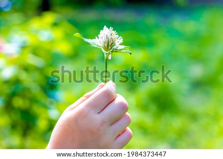 Wild flower in a child's hand. Clover in the hand of a child. Giving a flower.