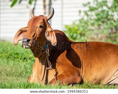 Portrait of healthy cow on the green grass field