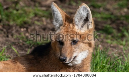Maned Wolf Resting on Grass