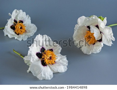 Beautiful white tree peonies on a gray background