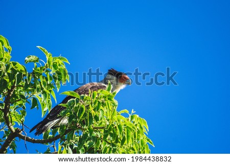 Carancho large falcon-like bird standing and hiding on a tree with light green eyes and a blue sky