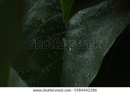 Water droplets on leaf after rain..