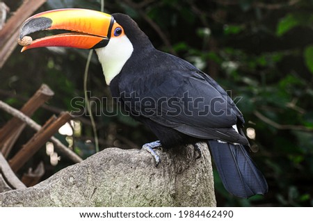 The Toco Toucan living free