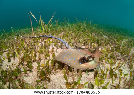 Underwater picture of a Kuhl's stingray lying in seagrass in Sulawesi, Indonesia