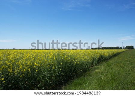 Field of rapeseed at daylight, nature background