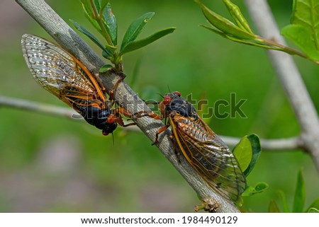 Emerged 17 year Brood X periodical cicadas. Every 17 years they tunnel up from the ground and molt into their adult form and mate.  Newly hatched cicada nymphs fall from trees and burrow into dirt.  Royalty-Free Stock Photo #1984490129