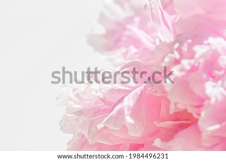 Peony flower in a garden, floral beauty and botanical background for wedding invitation and greeting card, nature and environment concept.