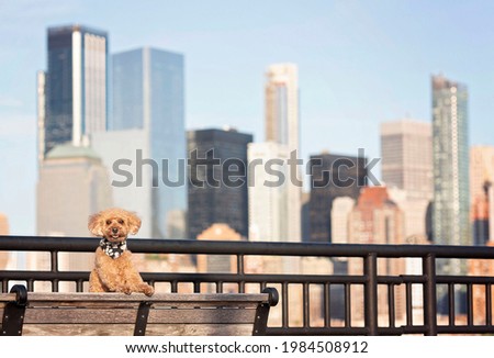cute brown mini poodle wearing a black bandana on his neck posing for the camera on a bench in jersey city with the buildings of new york in the back